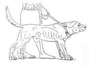 история