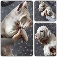 GRECIYA Royal De Allure Avilana