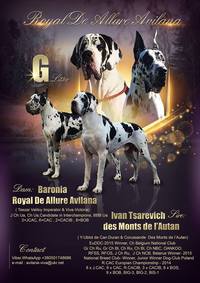 Щенки в питомнике Royal de Allure Avilana
