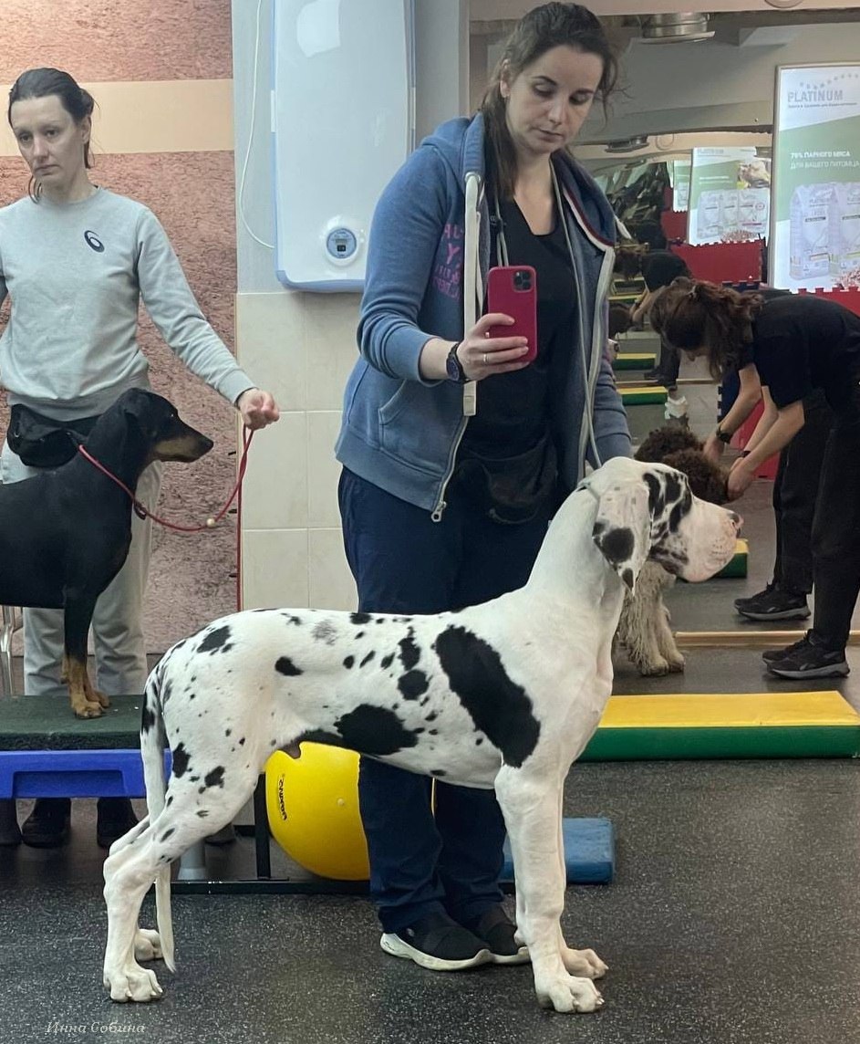Preparing the dog for the exhibition.